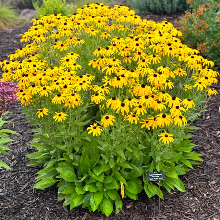 Image courtesy of Growing Colors / Gardenworld, Inc.