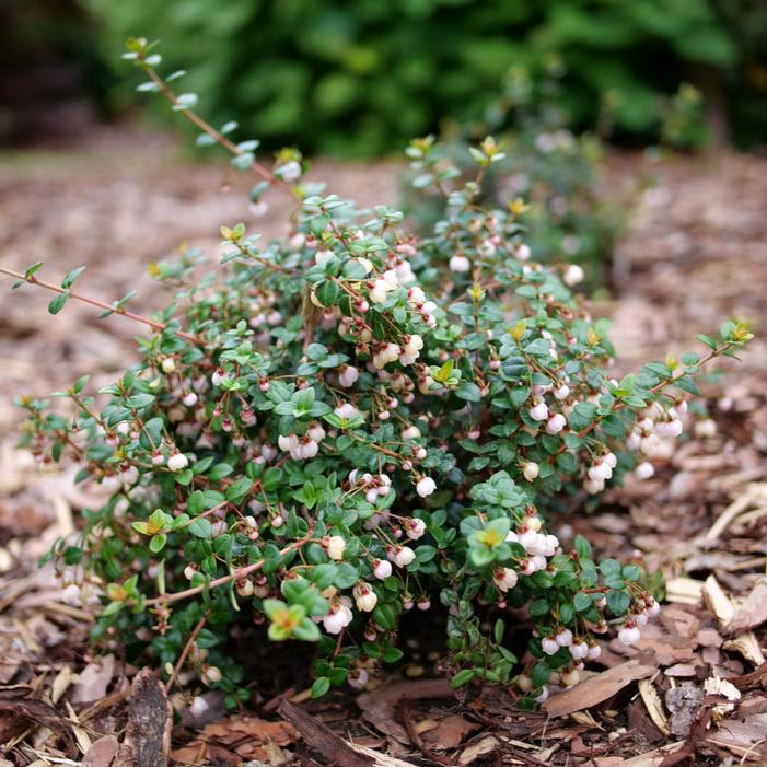 Image property of and used with permission from Spring Meadow Nursery