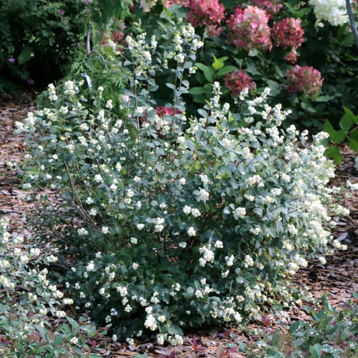 Image property of and used with permission from Spring Meadow Nursery