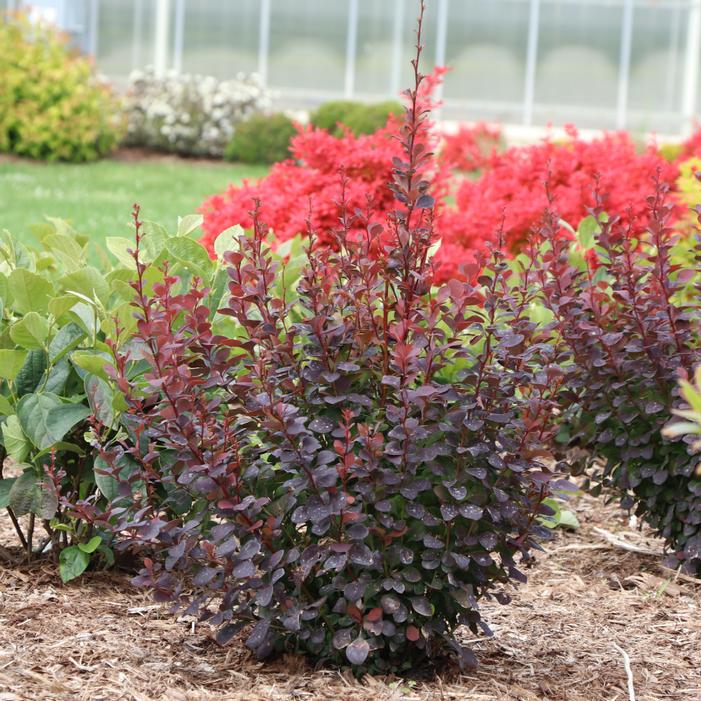 Image property of and used with permission from Spring Meadow Nursery