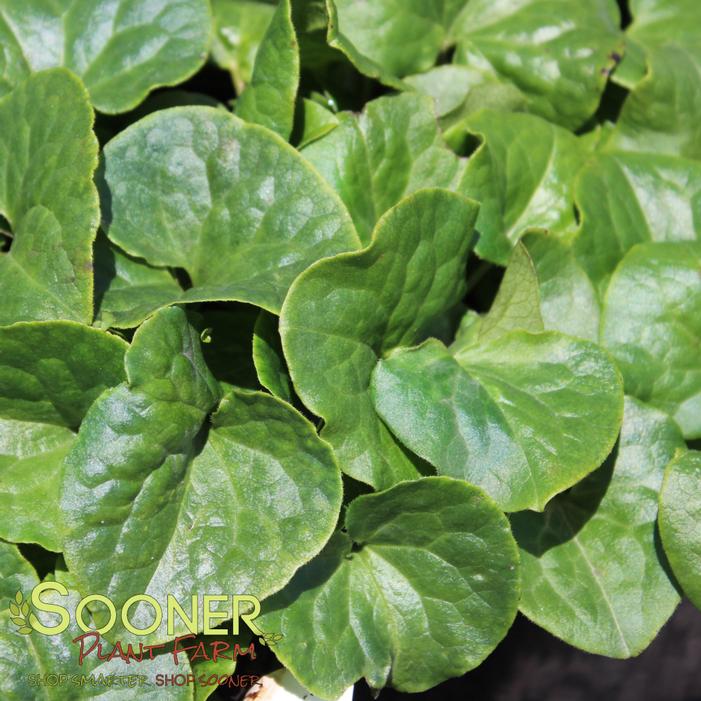 Image property of Sooner Plant Farm, Inc.