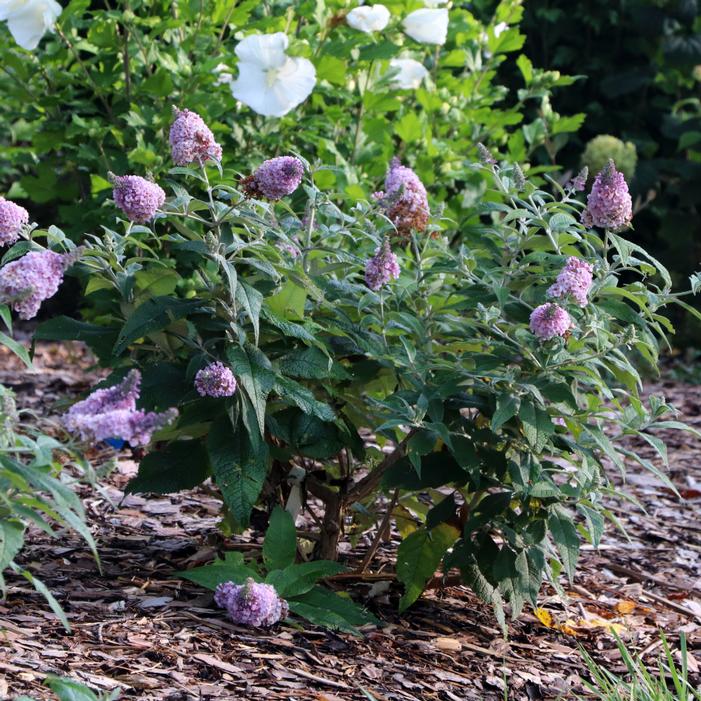 Image property of and used with permission from Spring Meadow Nursery