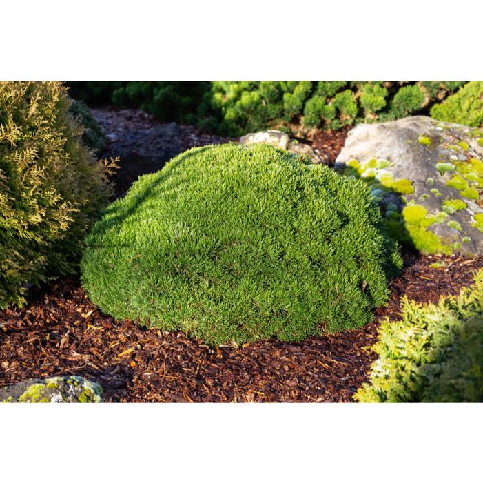 Image property of and used with permission from Iseli Nursery