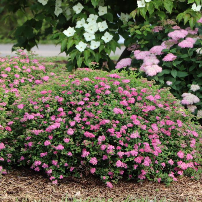 Image property of and used with permission from Spring Meadow Nursery