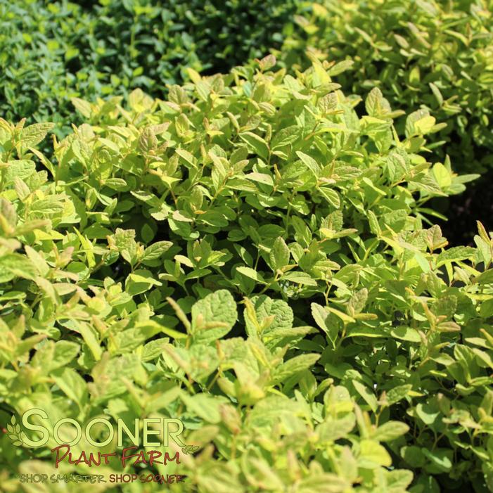 Image property of Sooner Plant Farm, Inc.