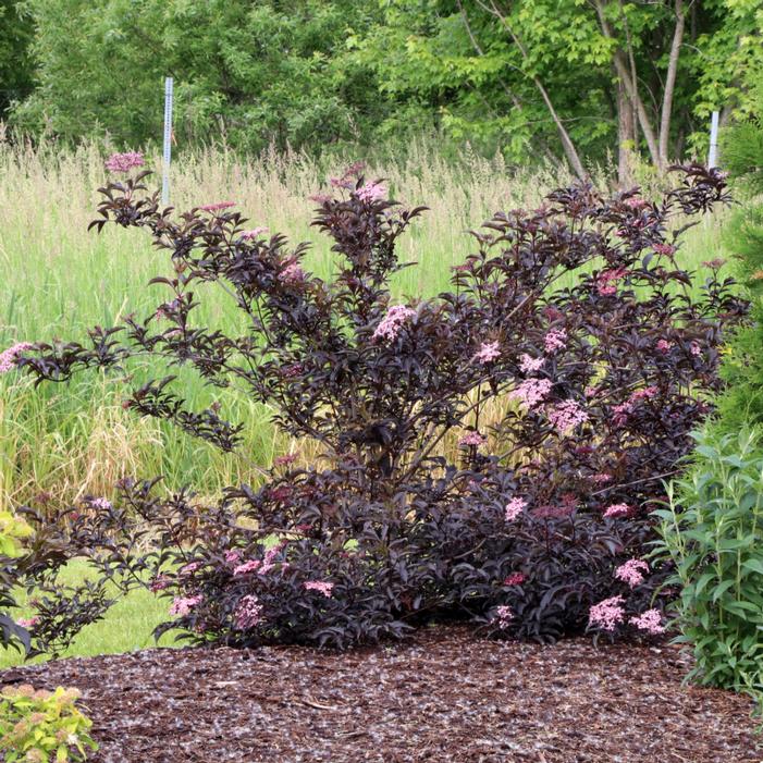 Image property of and used with permission from Spring Meadow Nursery