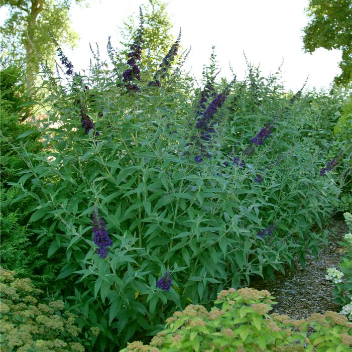 Image property of and used with permission from Spring Meadow Nursery