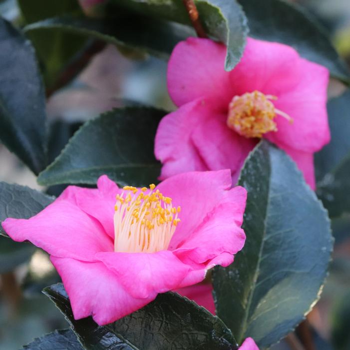 Image property of and used with permission from Spring Meadow Nursery