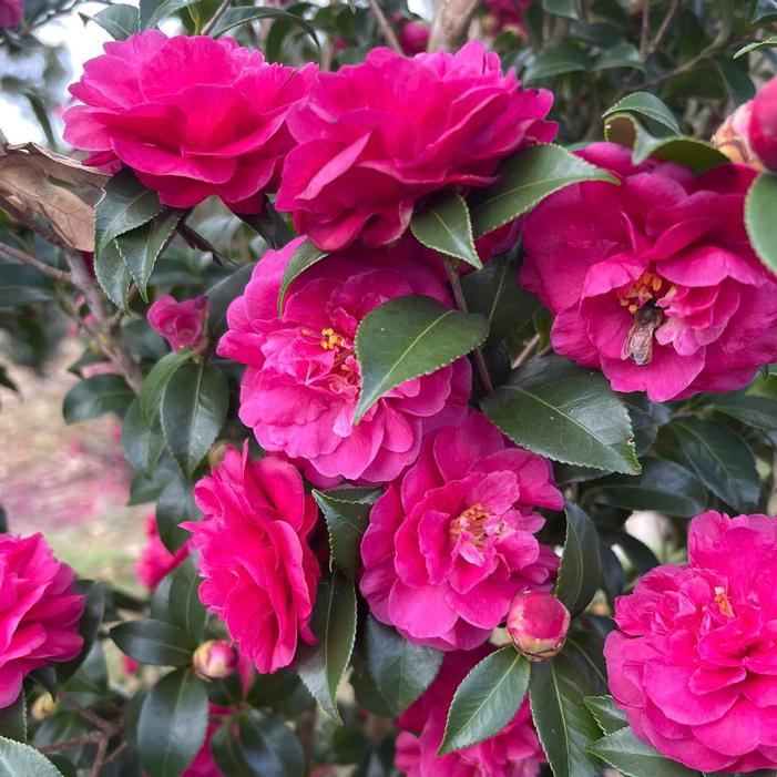 Image property of and used with permission from Spring Meadow Nursery