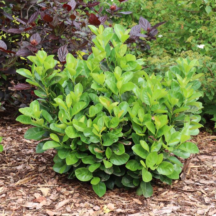 Image property of and used with permission from Spring Meadow Nursery