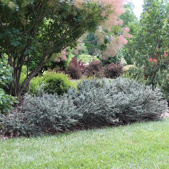 Image property of and used with permission from Spring Meadow Nursery