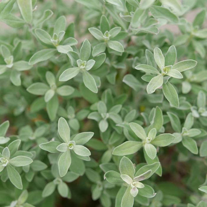 Image property of and used with permission from Spring Meadow Nursery