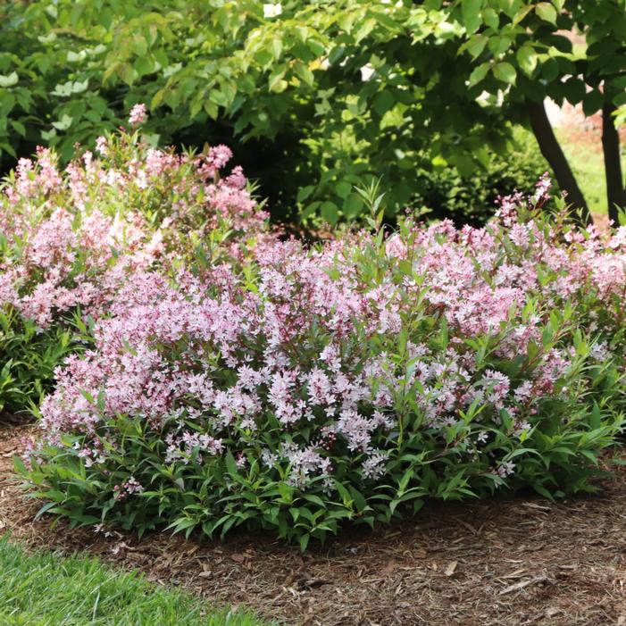 Image property of and used with permission from Spring Meadow Nursery