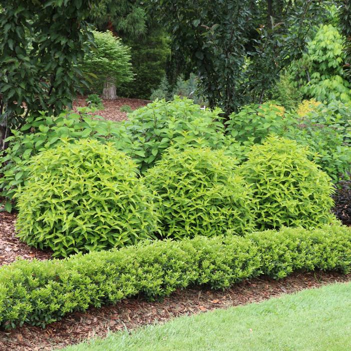 Image property of and used with permission from Spring Meadow Nursery