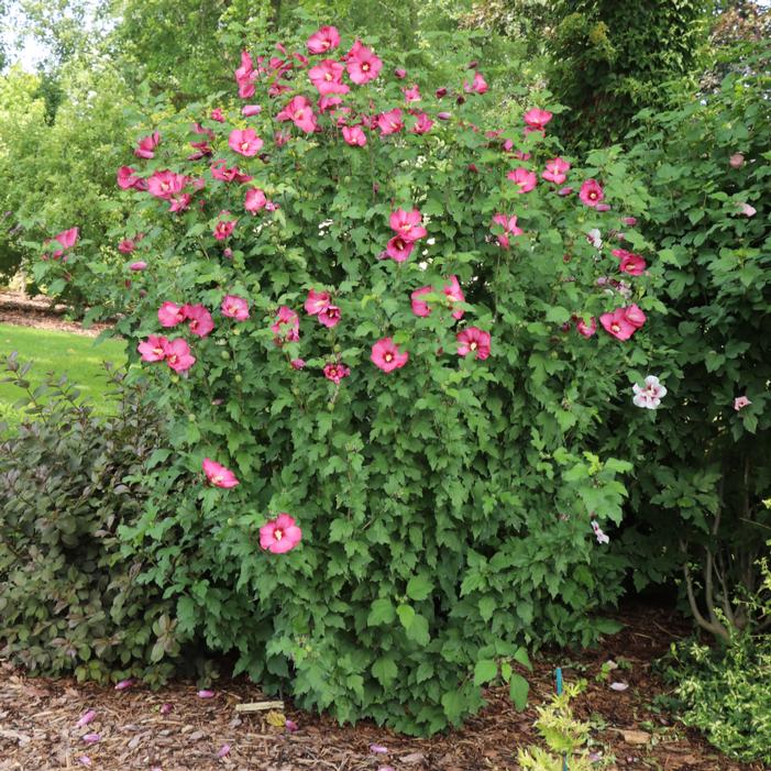 Image property of and used with permission from Spring Meadow Nursery