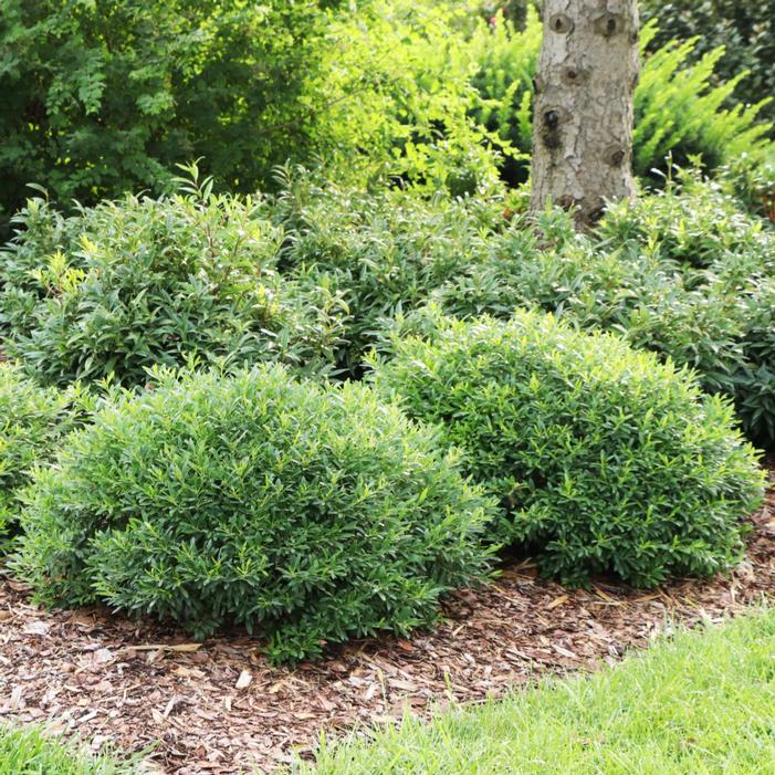 Image property of and used with permission from Spring Meadow Nursery