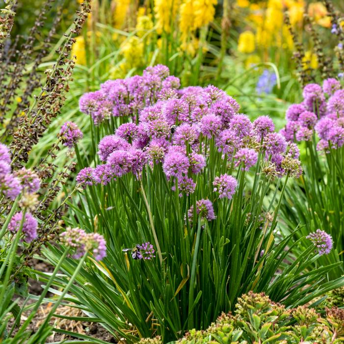 Image property of and used with permission from Walters Gardens