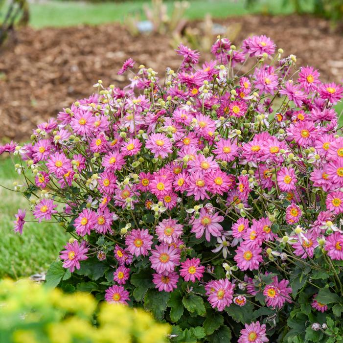 Image property of and used with permission from Walters Gardens