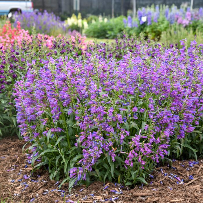 Image property of and used with permission from Walters Gardens