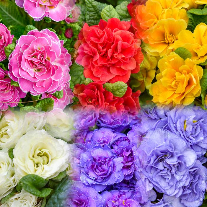 Image property of and used with permission from Walters Gardens