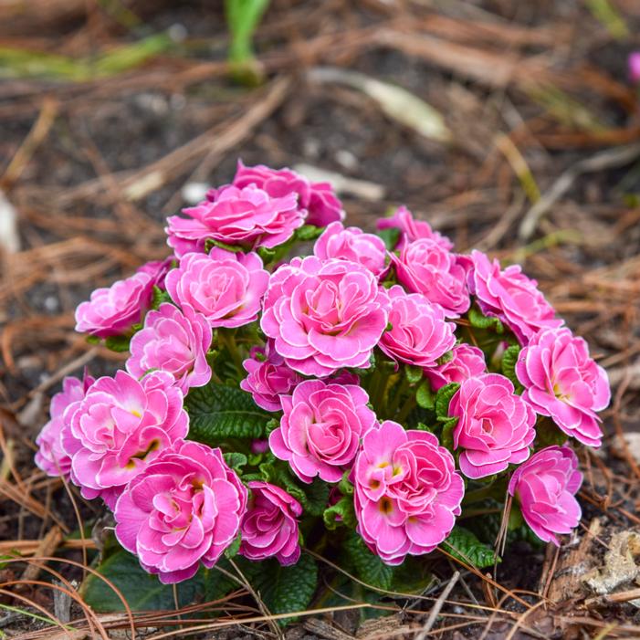 Image property of and used with permission from Walters Gardens