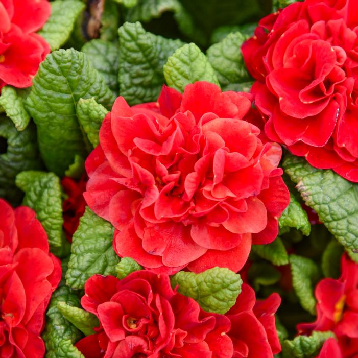 Image property of and used with permission from Walters Gardens