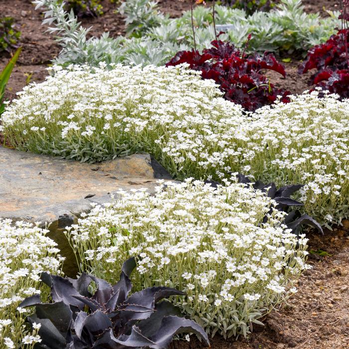 Image property of and used with permission from Walters Gardens