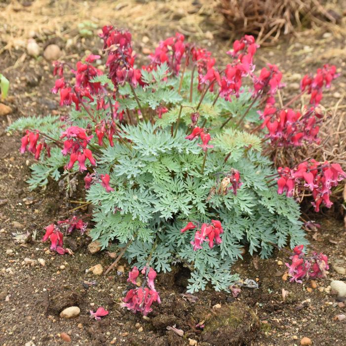 Image property of and used with permission from Walters Gardens