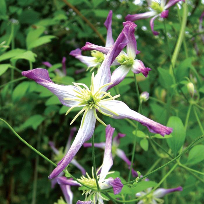 Image used with permission from Clearview Horticultural Products, Inc.