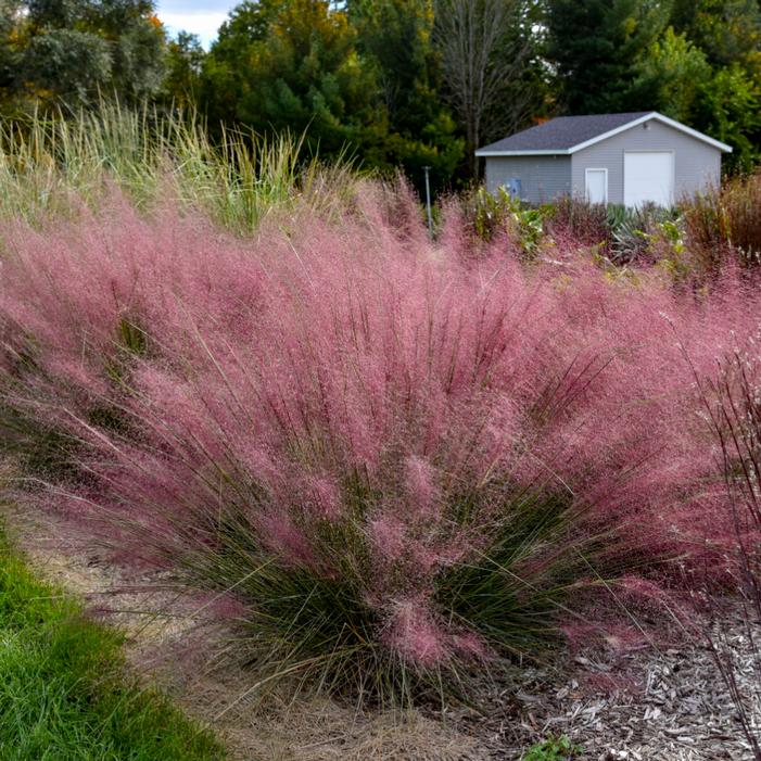 Image property of and used with permission from Walters Gardens