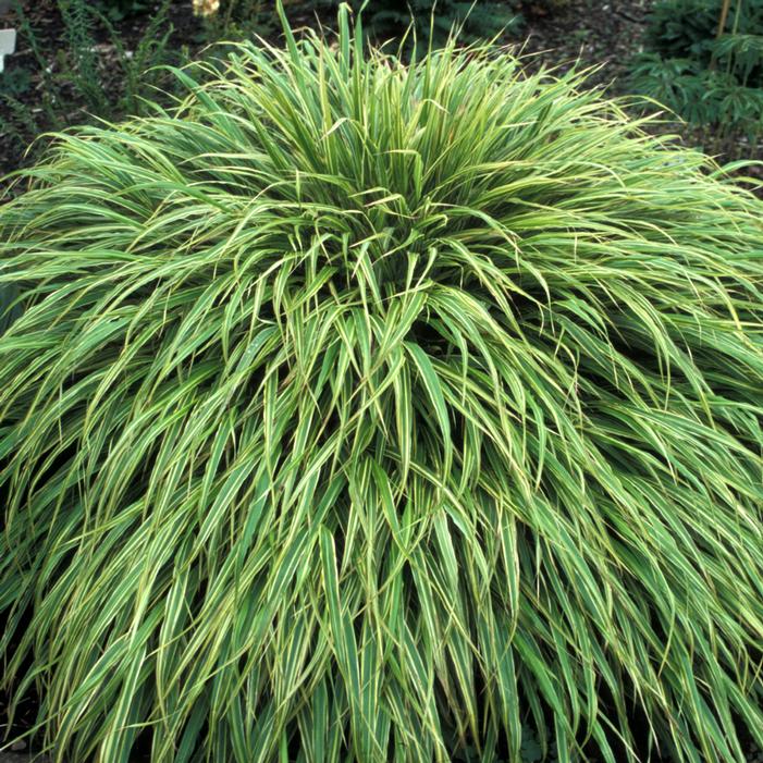 Photo courtesy of Terra Nova Nurseries, Inc.