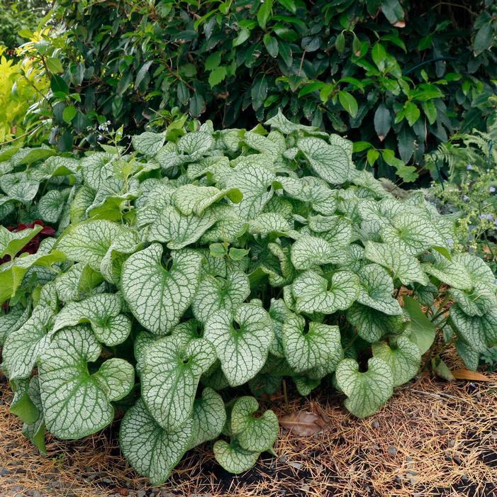 Photo courtesy of Terra Nova Nurseries, Inc.