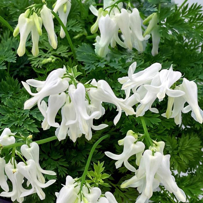 Photo courtesy of Terra Nova Nurseries, Inc.