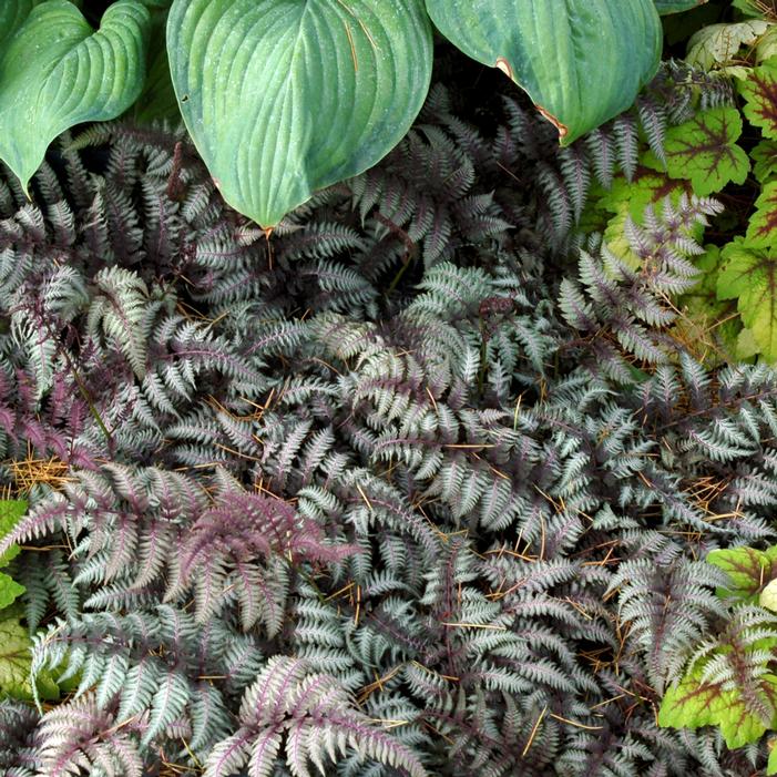 Photo courtesy of Terra Nova Nurseries, Inc.