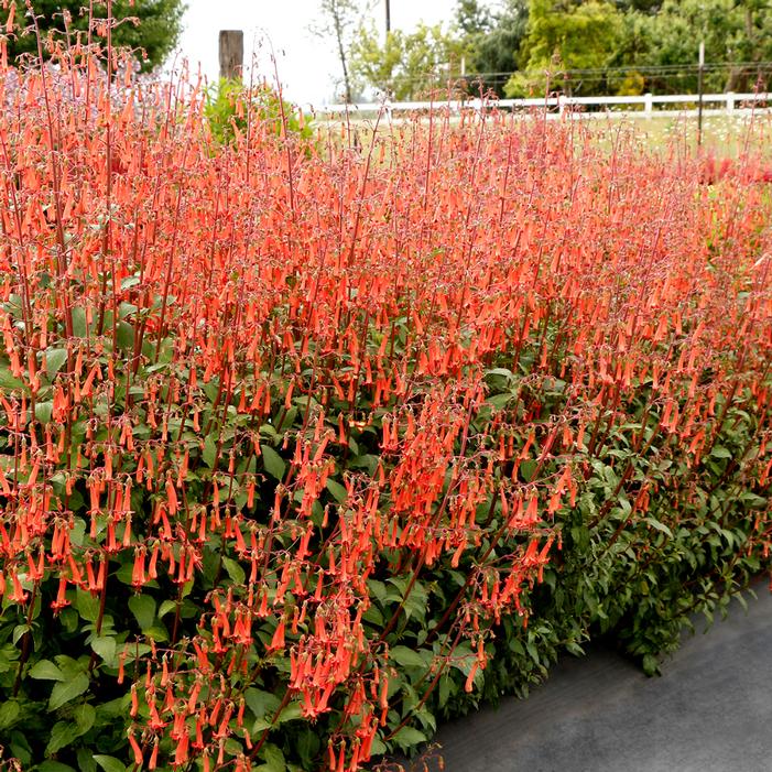 Photo courtesy of Terra Nova Nurseries, Inc.