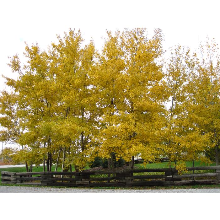 PRAIRIE GOLD® ASPEN