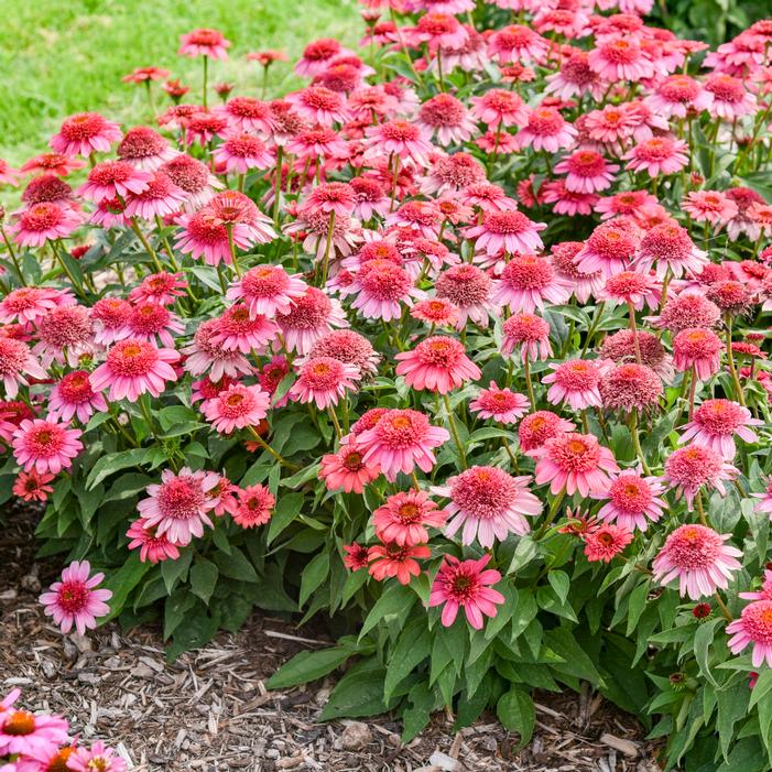 Image property of and used with permission from Walters Gardens