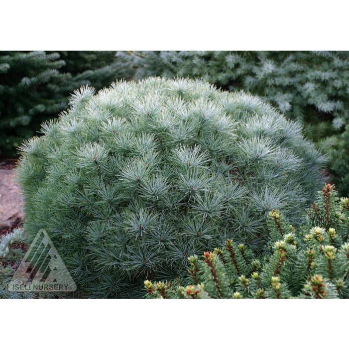 Image property of and used with permission from Iseli Nursery