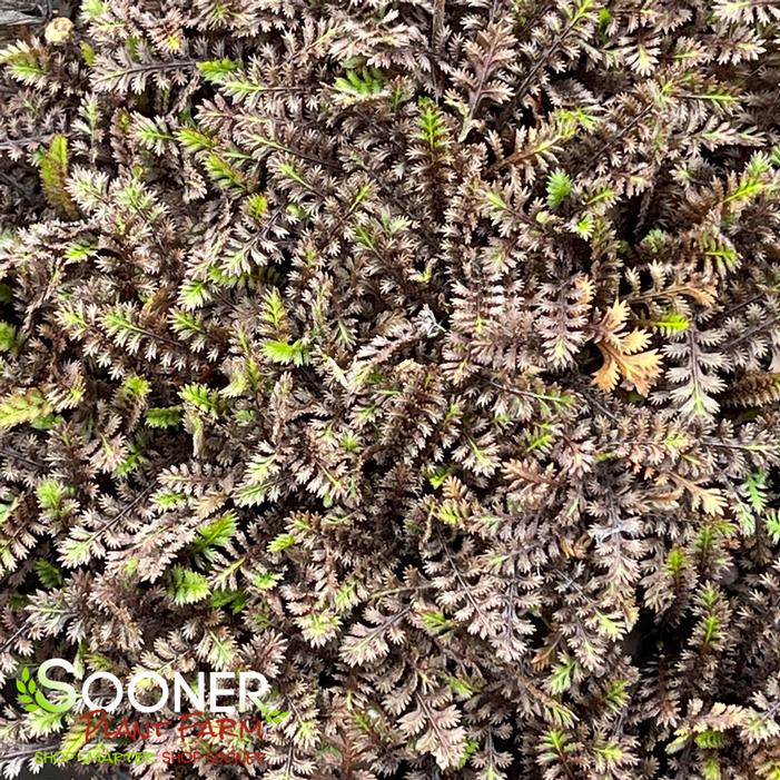 Image property of Sooner Plant Farm, Inc.