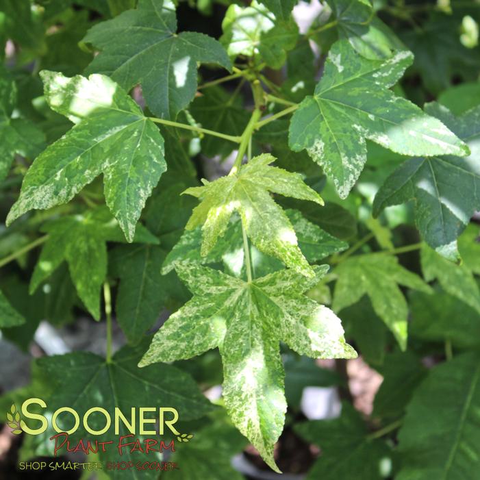 Image property of Sooner Plant Farm, Inc.