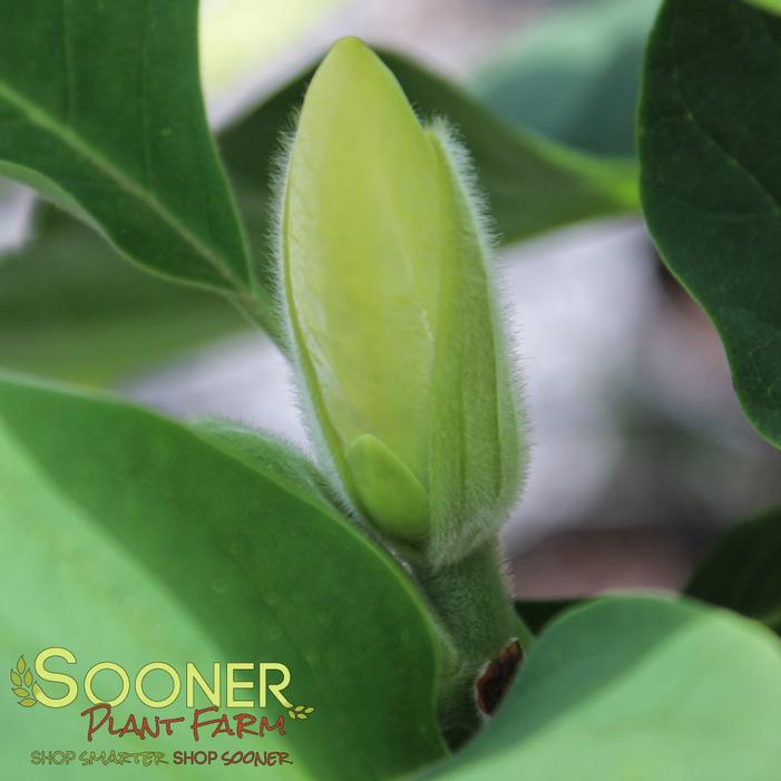 Image property of Sooner Plant Farm, Inc.