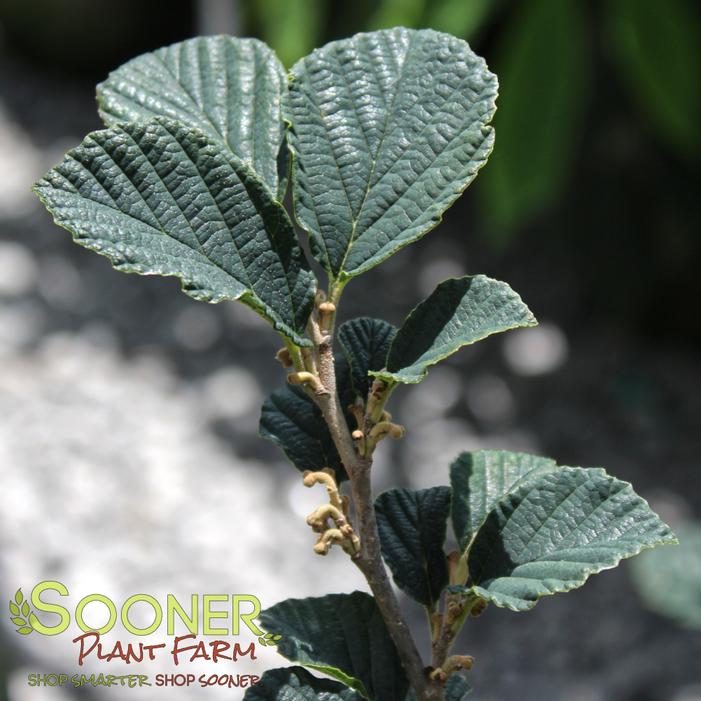 Image property of Sooner Plant Farm, Inc.