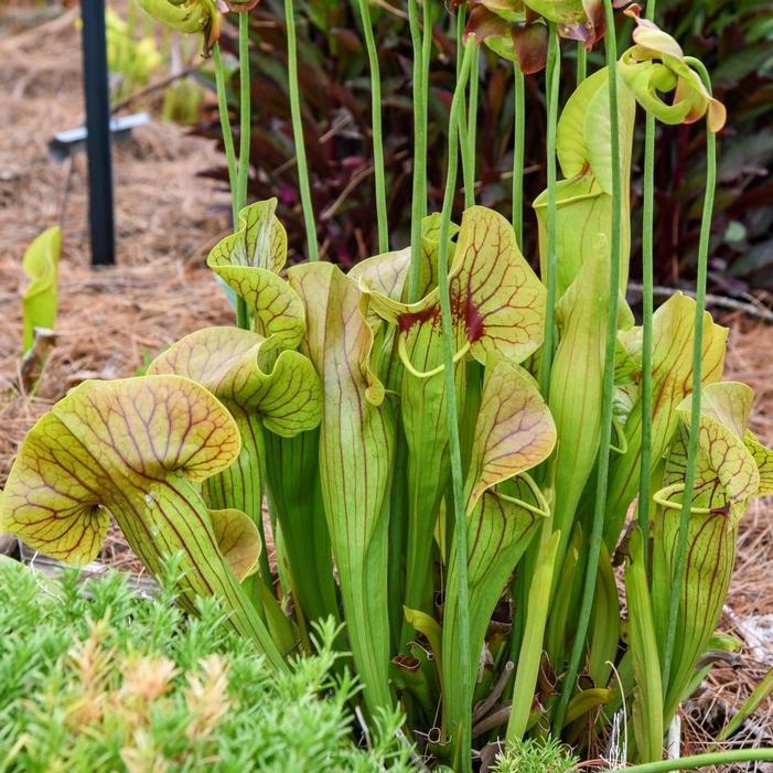 Sarracenia x catesbaei 'Catesby's Pitcher Plant'