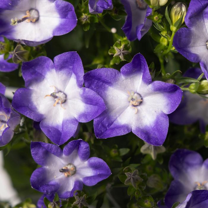 Campanula interspecific 'Cariboo™ Dark Blue Bicolor'