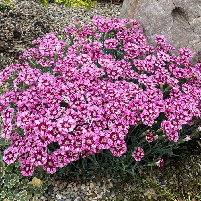 Dianthus x 'Everbloom™ Raspberry Jam'