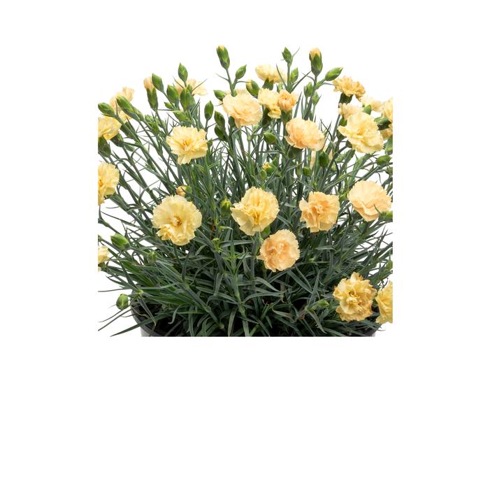 Dianthus x 'Hello Yellow'