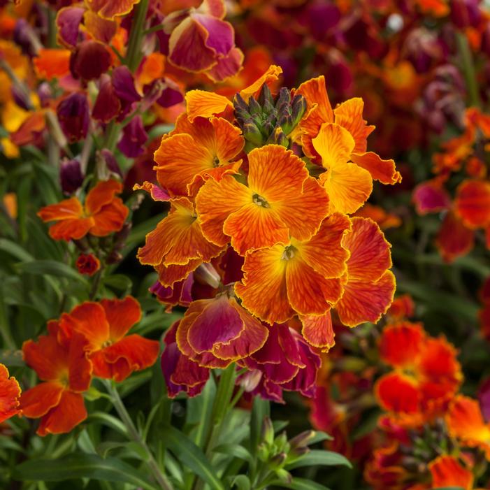 Erysimum linifolium 'Erysistible™ Fire'