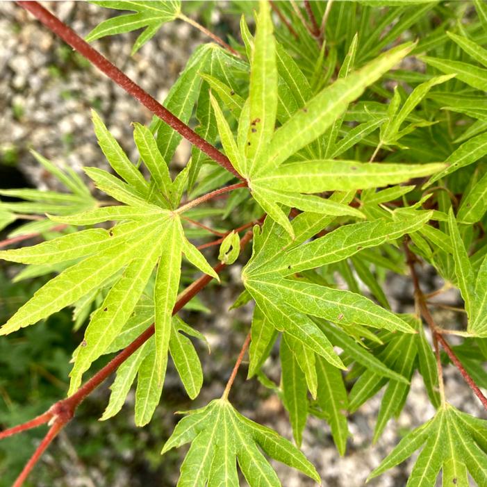 Acer sieboldianum 'Shoryu No Tsume'