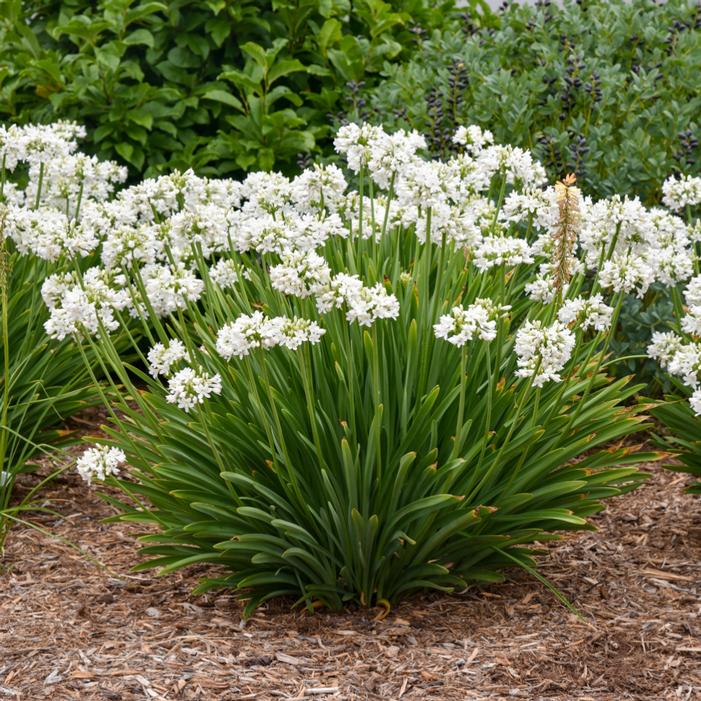 Agapanthus x 'Galaxy White'