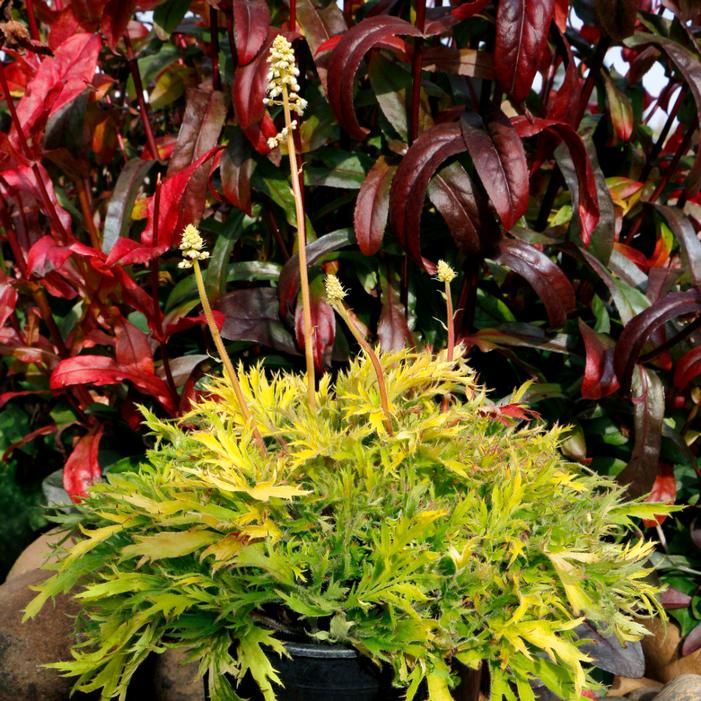 Heuchera villosa 'Heliodor'